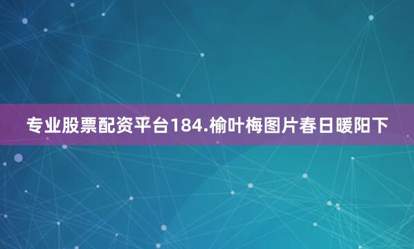 专业股票配资平台184.榆叶梅图片春日暖阳下